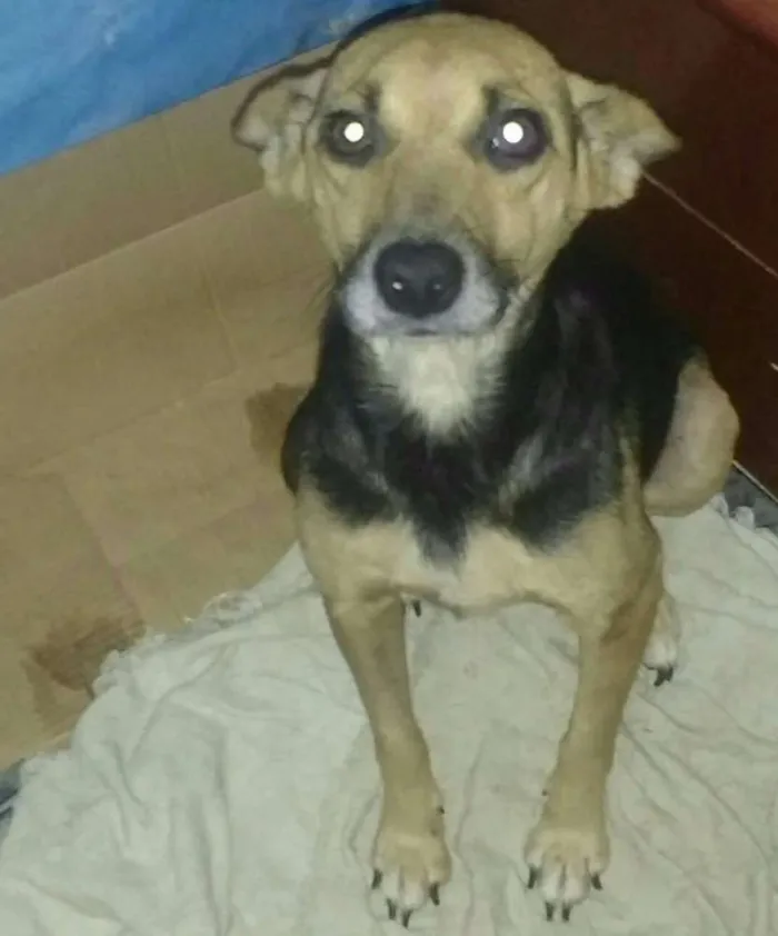 Cachorro ra a Virá lata idade 5 anos nome Bolinha 