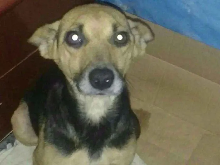 Cachorro ra a Virá lata idade 5 anos nome Bolinha 