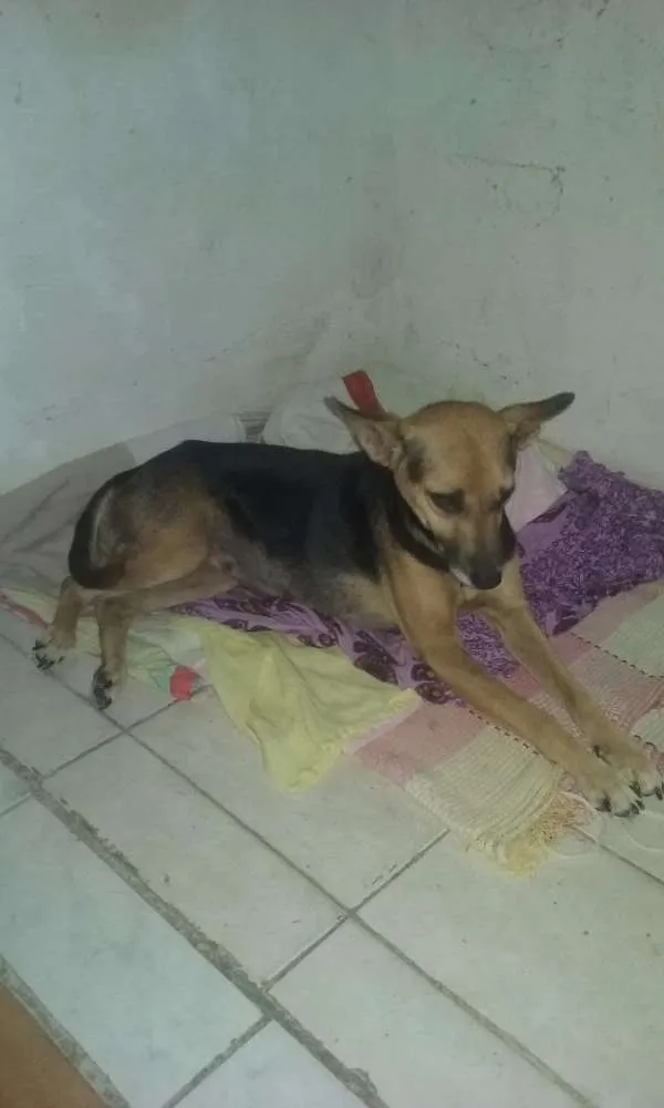 Cachorro ra a Virá lata idade 5 anos nome Bolinha 