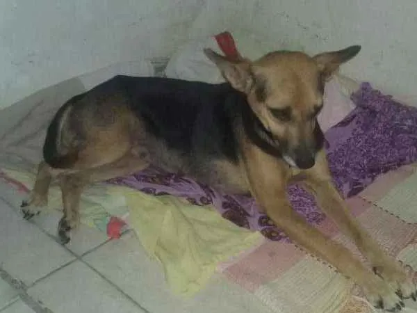 Cachorro ra a Virá lata idade 5 anos nome Bolinha 