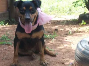 Cachorro raça srd idade 4 anos nome Paçoca