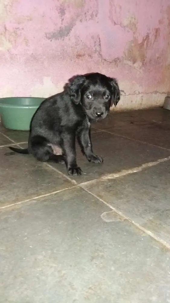 Cachorro ra a Indefinida idade 2 a 6 meses nome Sem nome