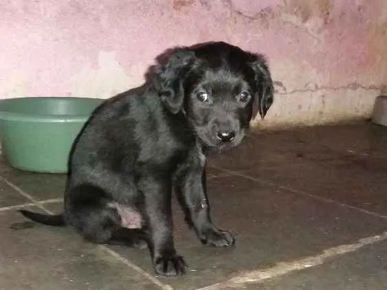 Cachorro ra a Indefinida idade 2 a 6 meses nome Sem nome