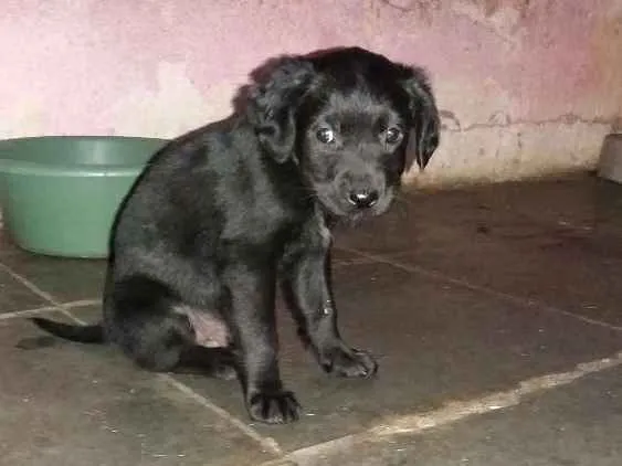 Cachorro ra a Indefinida idade 2 a 6 meses nome Sem nome
