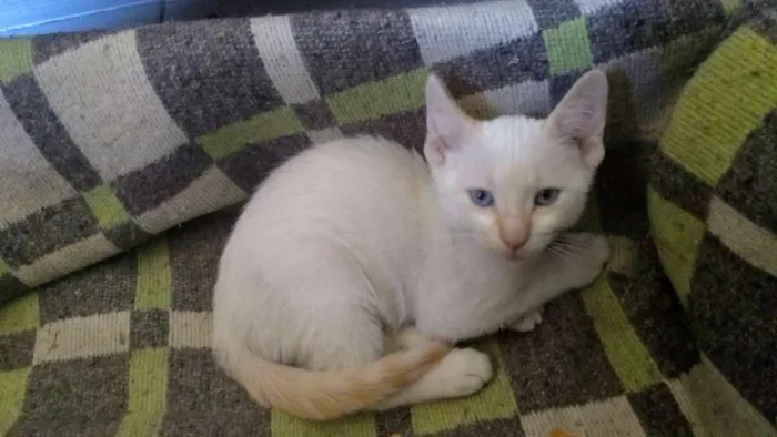 Gato ra a  idade 2 a 6 meses nome Miguel