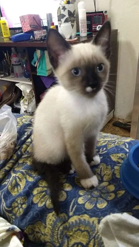 Gato ra a Siamês idade 2 a 6 meses nome Gabriel