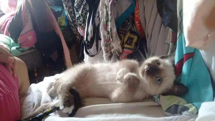 Gato ra a Siamês idade 2 a 6 meses nome Gabriel
