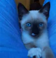 Gabriel