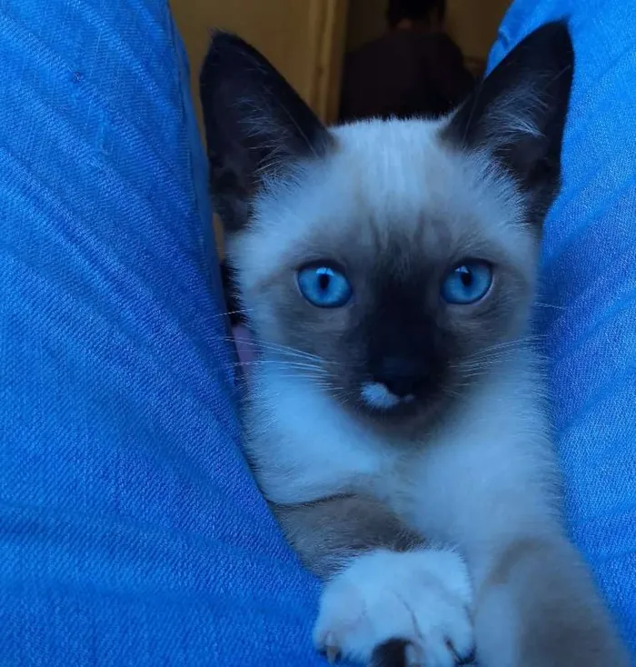 Gato ra a Siamês idade 2 a 6 meses nome Gabriel