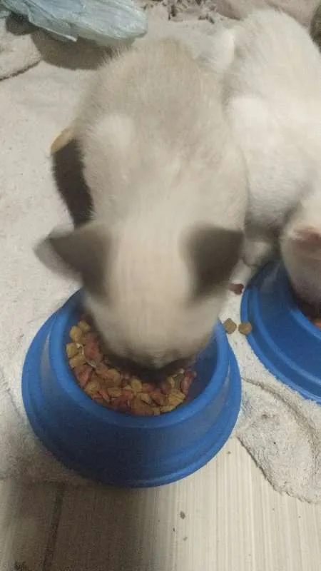 Gato ra a Siamês idade 2 a 6 meses nome Gabriel