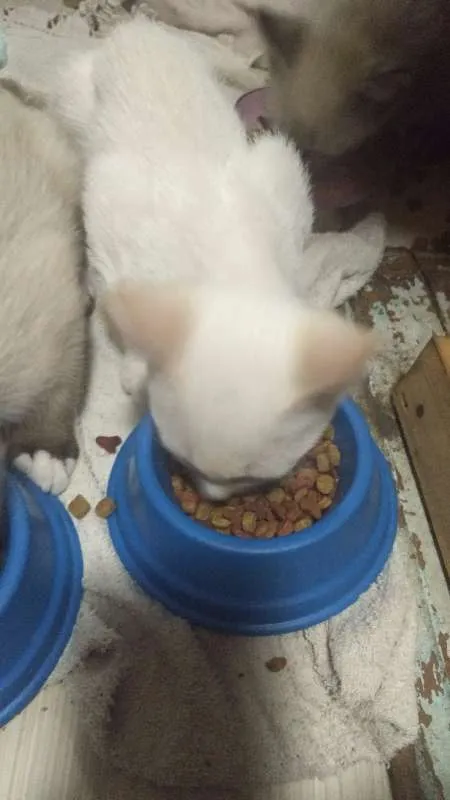 Gato ra a  idade 2 a 6 meses nome Miguel