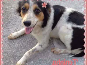 Cachorro raça SRD idade 2 anos nome Toninha