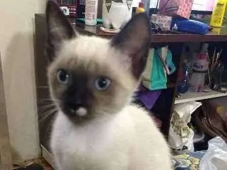 Gato ra a Siamês idade 2 a 6 meses nome Gabriel