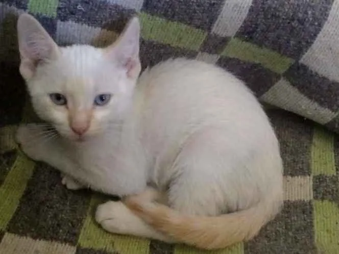 Gato ra a  idade 2 a 6 meses nome Miguel