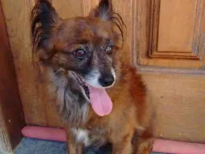 Cachorro raça SRD idade  nome Sem Nome