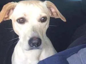 Cachorro raça Vira-lata idade 2 a 6 meses nome Mel