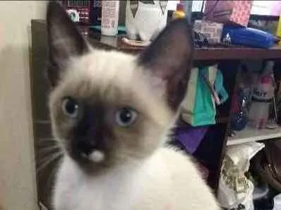 Gato ra a Siamês idade 2 a 6 meses nome Gabriel