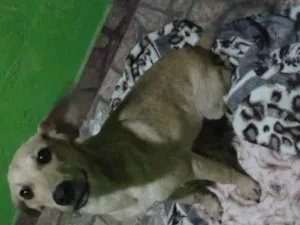 Cachorro raça vira lata idade 2 a 6 meses nome campeão