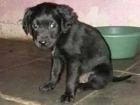Cachorro ra a Indefinida idade 2 a 6 meses nome Sem nome