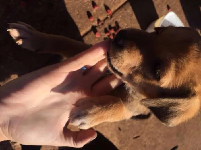 Cachorro raça vira lata idade Abaixo de 2 meses nome Sem nome