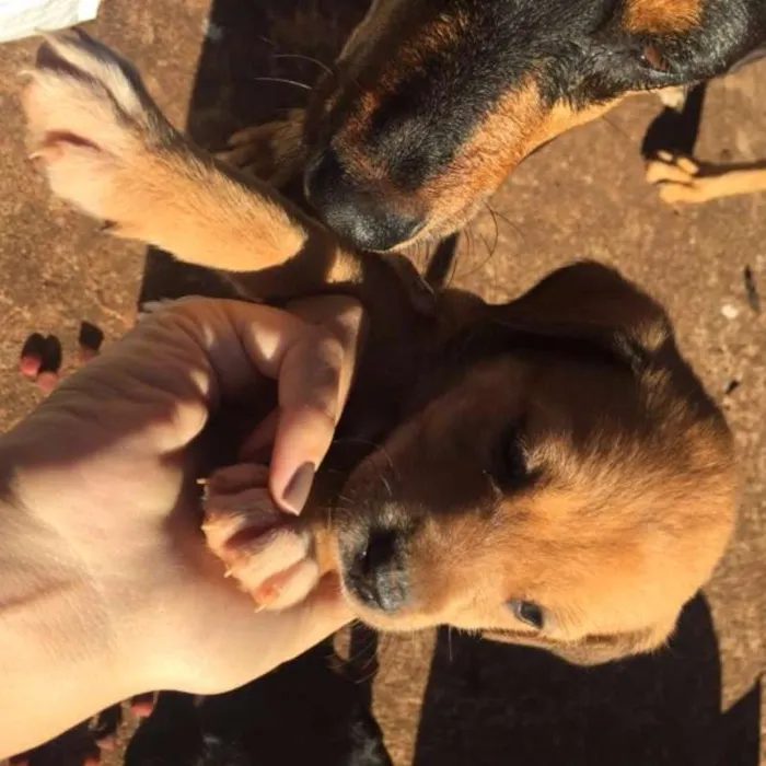 Cachorro raça vira lata idade Abaixo de 2 meses nome Sem nome