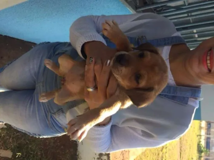 Cachorro raça vira lata idade Abaixo de 2 meses nome Sem nome