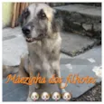 ??FILHOTES ADOÇÃO??