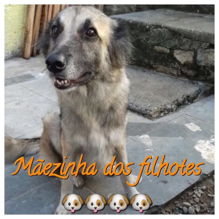 Cachorro raça Misturado (pastor e SRD) idade 2 a 6 meses nome ??FILHOTES ADOÇÃO??