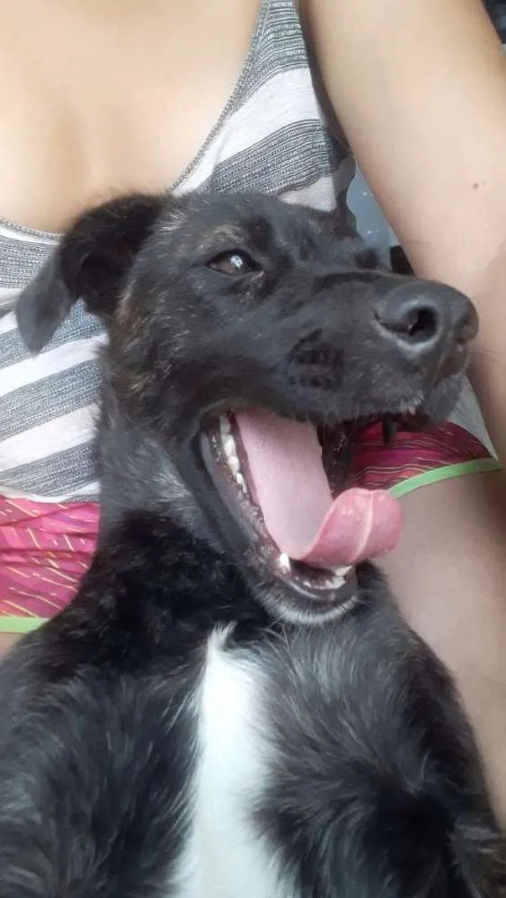 Cachorro ra a Vira-lata idade 1 ano nome Coca