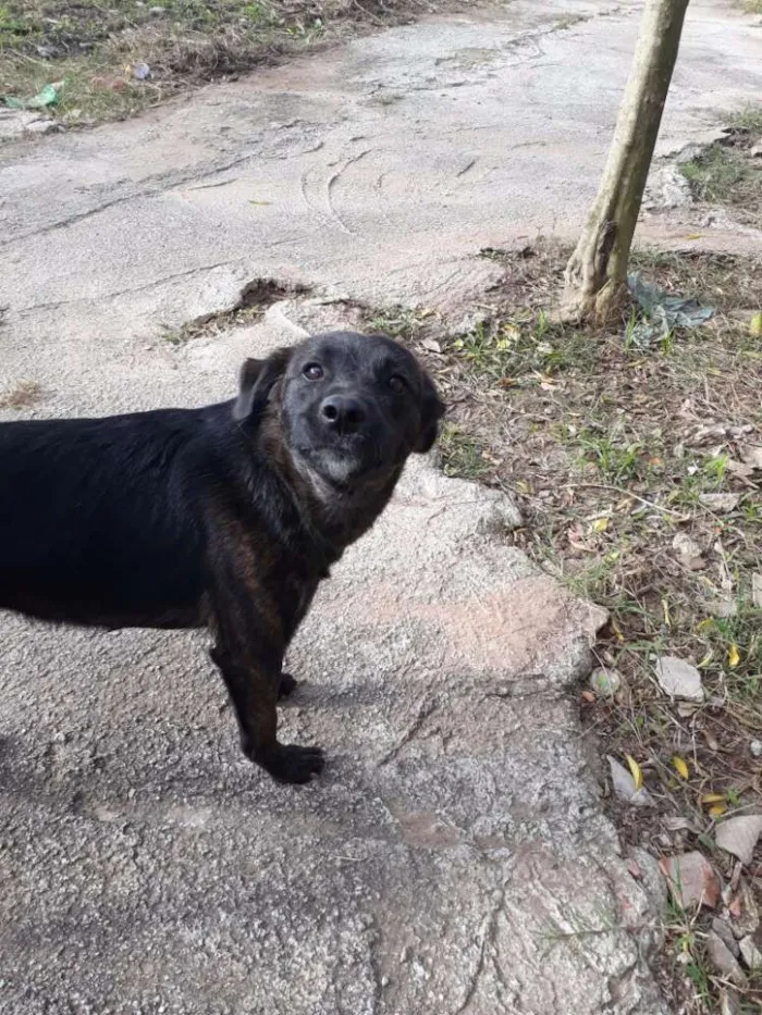 Cachorro ra a Vira-lata idade 1 ano nome Coca