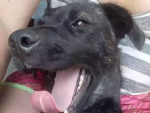 Cachorro raça Vira-lata idade 1 ano nome Coca