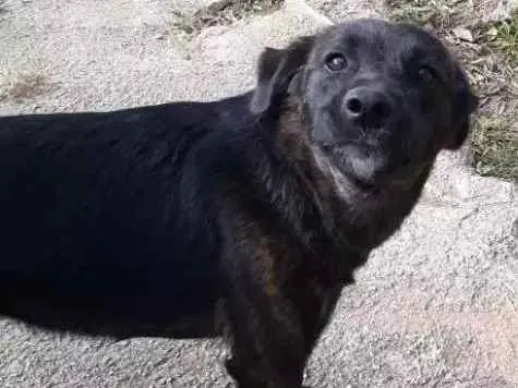 Cachorro ra a Vira-lata idade 1 ano nome Coca