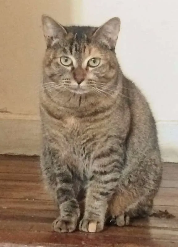 Gato ra a SRD idade 7 a 11 meses nome JUJU