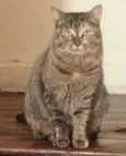 JUJU