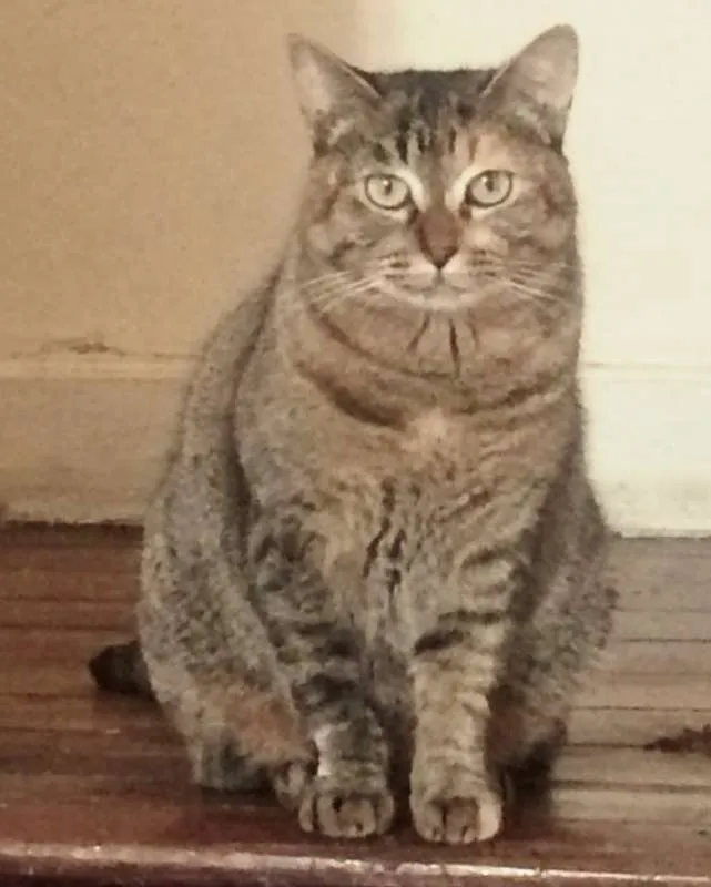 Gato ra a SRD idade 7 a 11 meses nome JUJU