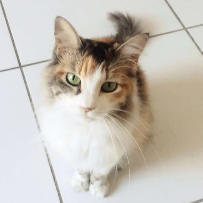 Gato ra a SRD idade 7 a 11 meses nome CATARINA