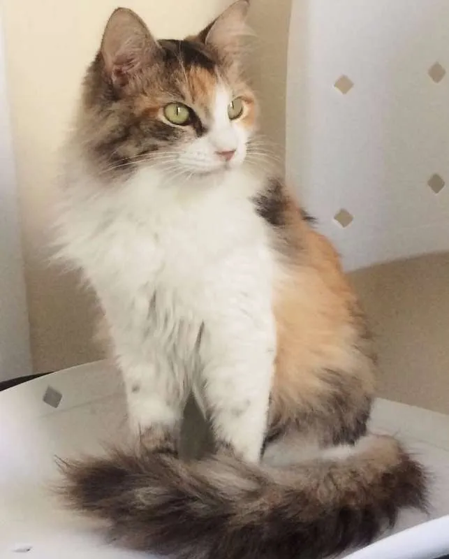 Gato ra a SRD idade 7 a 11 meses nome CATARINA