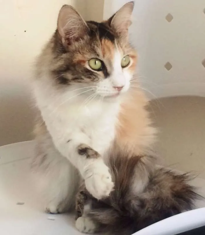 Gato ra a SRD idade 7 a 11 meses nome CATARINA