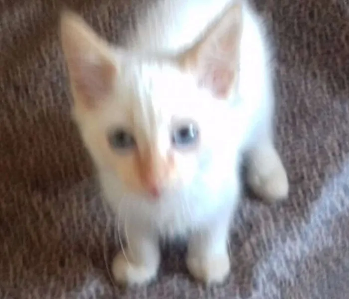 Gato ra a SRD idade 2 a 6 meses nome BRANQUINHO