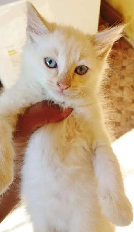 Gato ra a SRD idade 2 a 6 meses nome BRANQUINHO