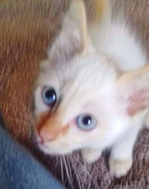 Gato ra a SRD idade 2 a 6 meses nome BRANQUINHO