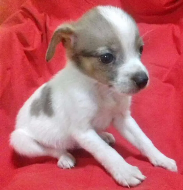 Cachorro ra a SRD idade 2 a 6 meses nome LILICO