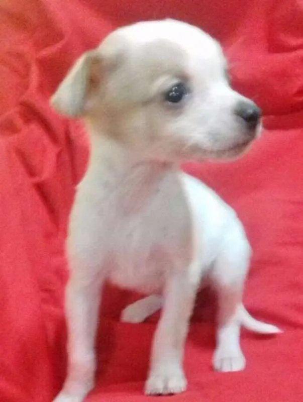 Cachorro ra a SRD idade 2 a 6 meses nome LELCO