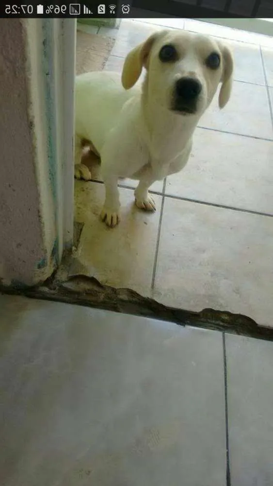 Cachorro ra a Vira lata  idade 2 anos nome Lara