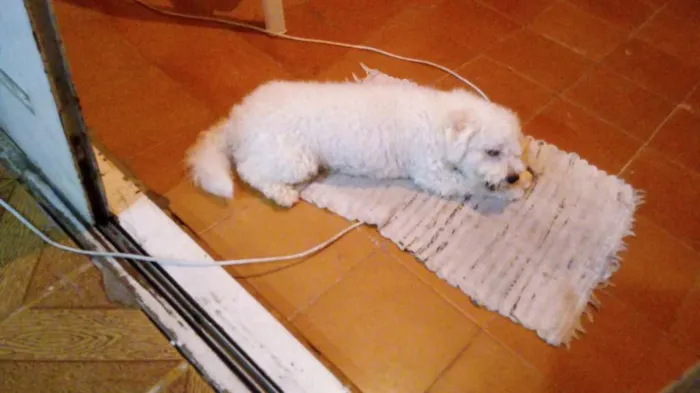 Cachorro ra a Poodle idade 2 anos nome Davi