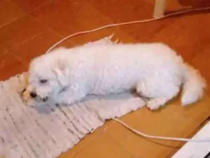 Cachorro raça Poodle idade 2 anos nome Davi