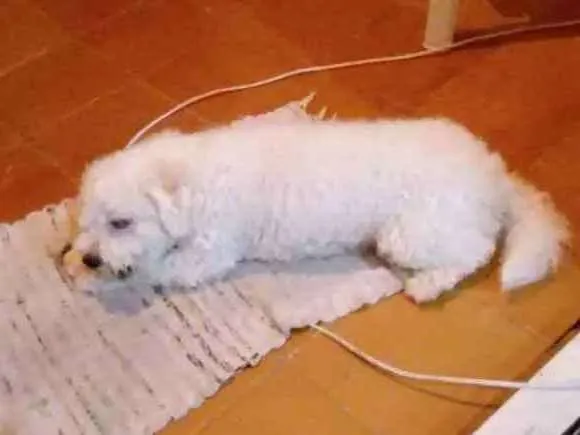 Cachorro ra a Poodle idade 2 anos nome Davi