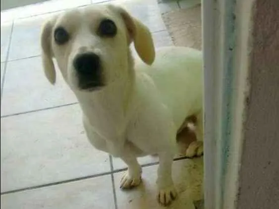 Cachorro ra a Vira lata  idade 2 anos nome Lara