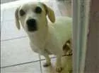 Cachorro raça Vira lata  idade 2 anos nome Lara