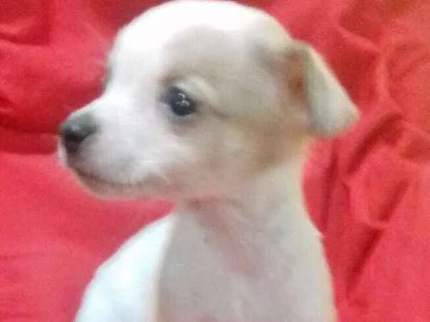 Cachorro ra a SRD idade 2 a 6 meses nome LELCO